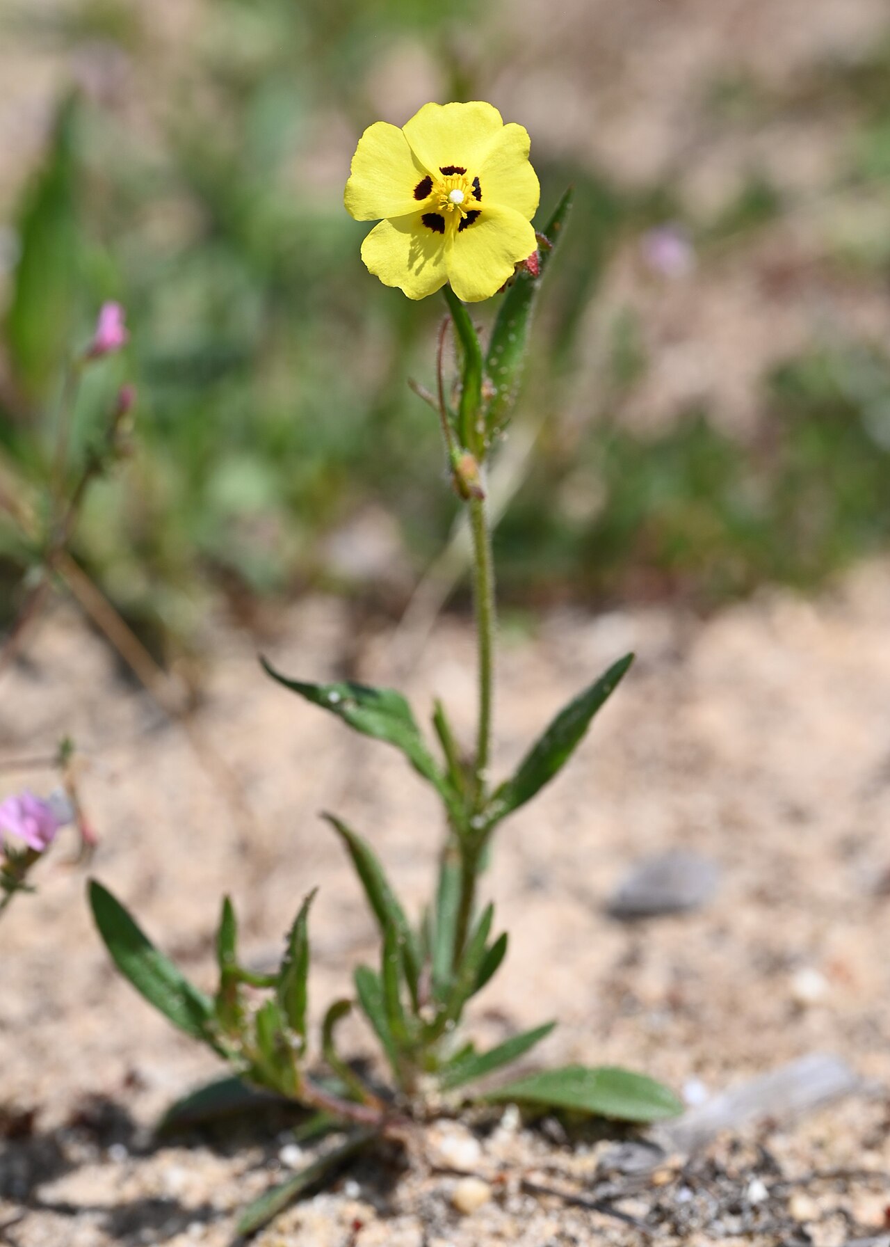 Tuberaria macrosepala: Tuberaria macrosepala in Acebuches in Donana National Park, Andalusia