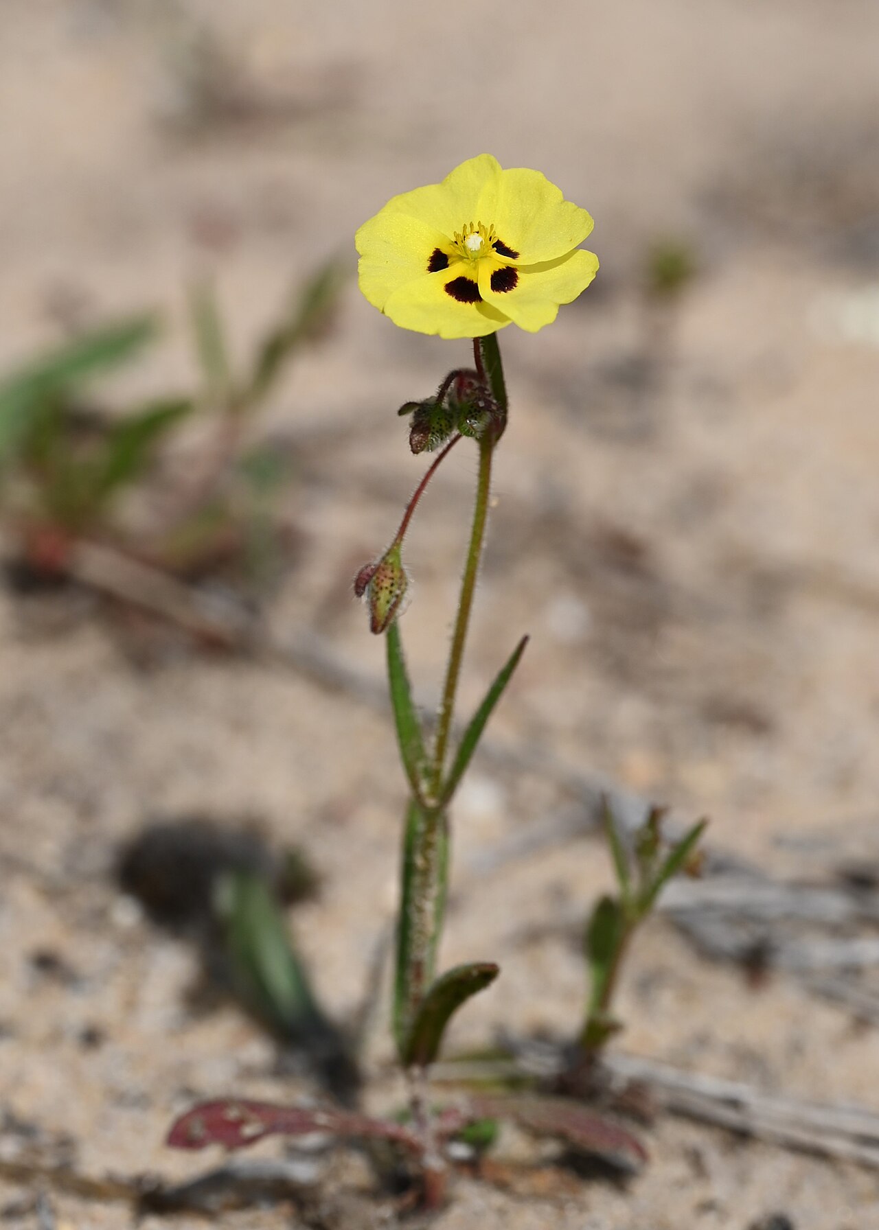 Tuberaria macrosepala: Tuberaria macrosepala in Acebuches in Donana National Park, Andalusia