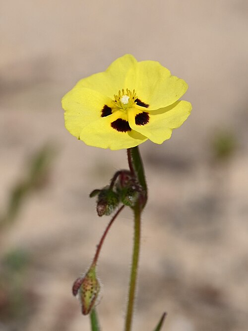 Tuberaria macrosepala: Tuberaria macrosepala in Acebuches in Donana National Park, Andalusia