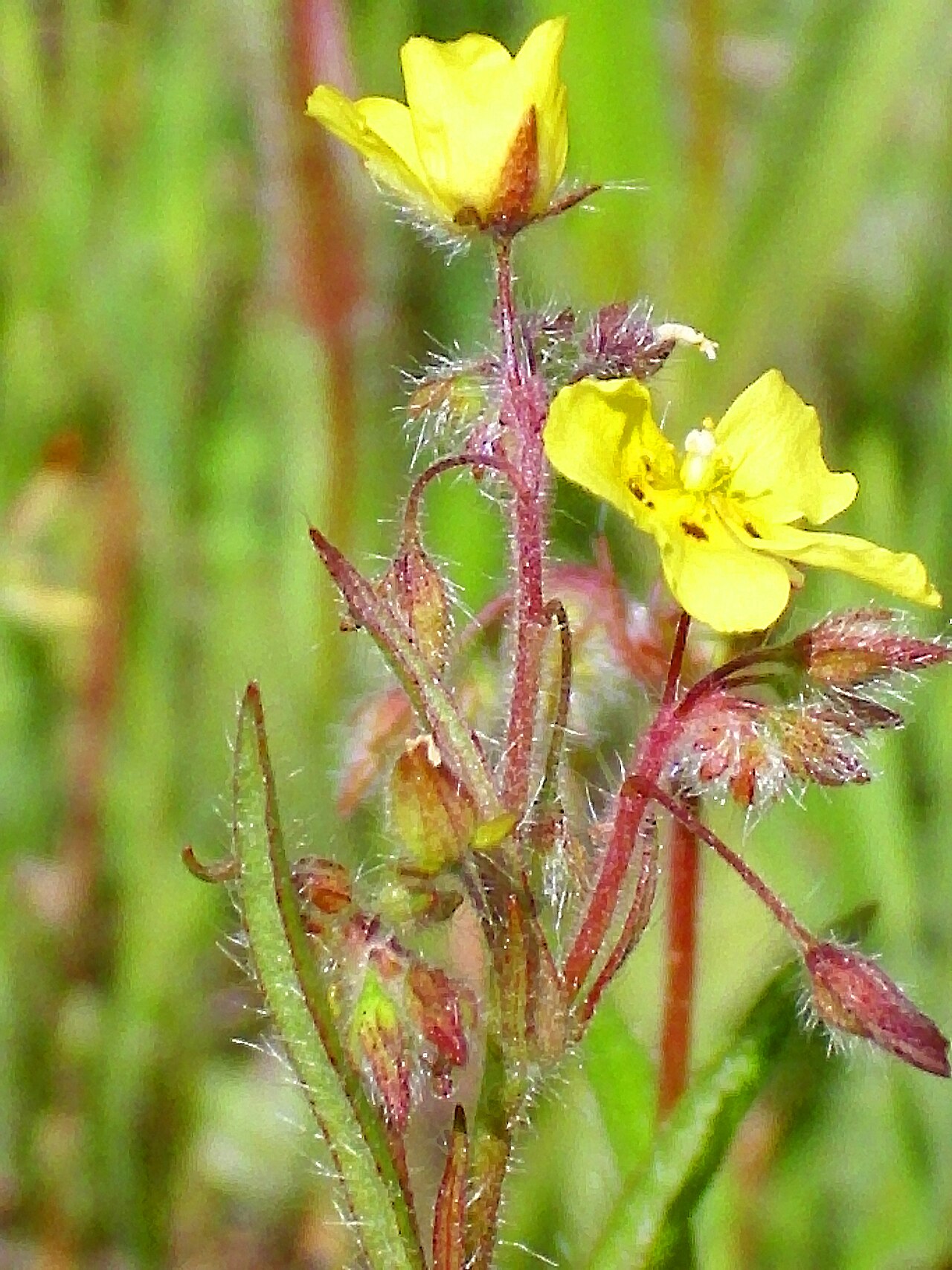 Tuberaria macrosepala: Tuberaria macrosepala ( Xolantha macrosepala ) close up, Sierra Madrona , Spain