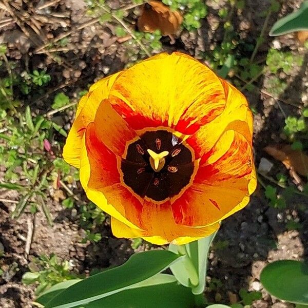 Tulipa agenensis (Tulipa agenensis)
