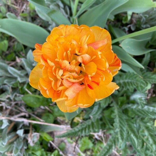 Tulipa agenensis (Tulipa agenensis)