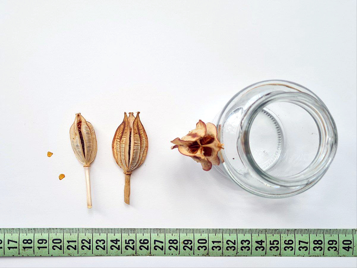 Tulipa agenensis: Fruits and seeds of Tulipa agenensis