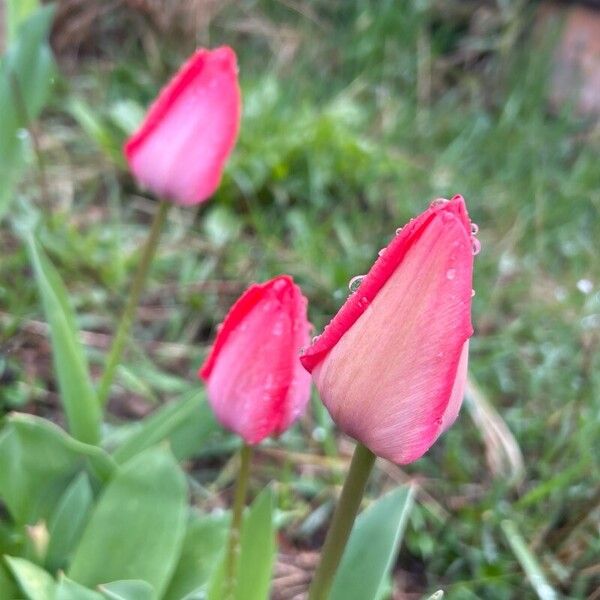Tulipa agenensis (Tulipa agenensis)