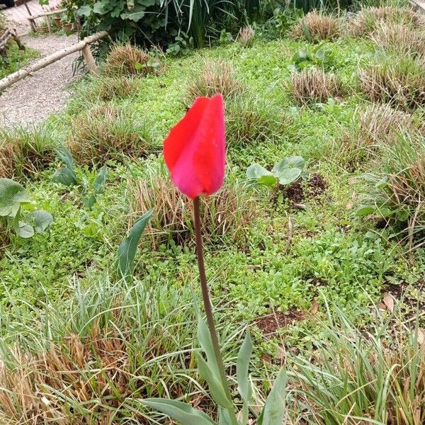 Tulipa agenensis (Tulipa agenensis)