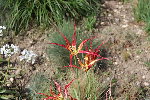 Tulipa agenensis: Close up of Tulipa acuminata in the Merian Gardens