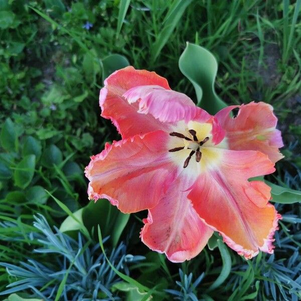Tulipa agenensis (Tulipa agenensis)