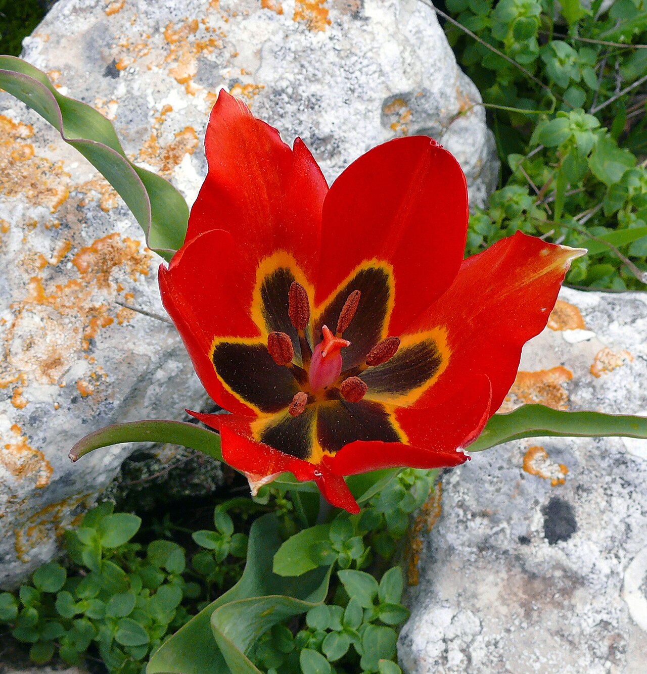 Tulipa agenensis: Tulipa agenensis , Israel .