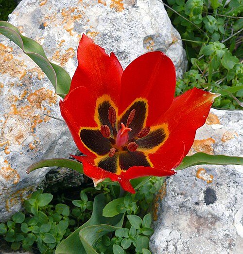 Tulipa agenensis: Tulipa agenensis , Israel .