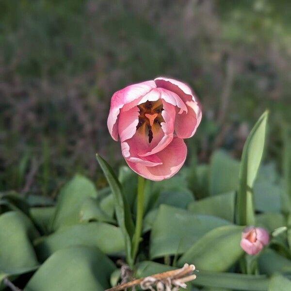 Tulipa agenensis (Tulipa agenensis)