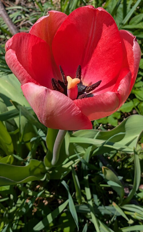 Tulipa agenensis: Close-up of a red tulip, probably en:Tulipa agenensis