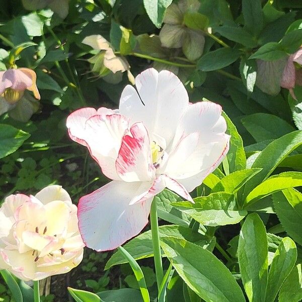 Tulipa agenensis (Tulipa agenensis)