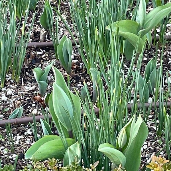 Didier's tulip (Tulipa gesneriana)