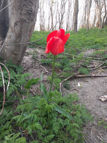 Didier's tulip (Tulipa gesneriana)
