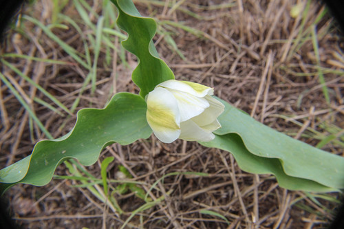 Didier's tulip