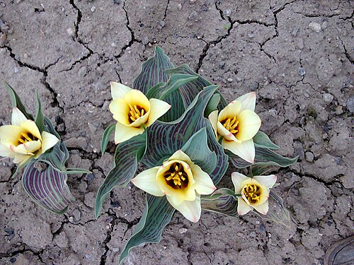 Didier's tulip: Tulipa gesneriana - 'Tulipa Viridiflora Group' in Lónyaytelep, Transylvania.