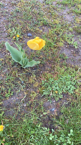 Didier's tulip (Tulipa gesneriana)