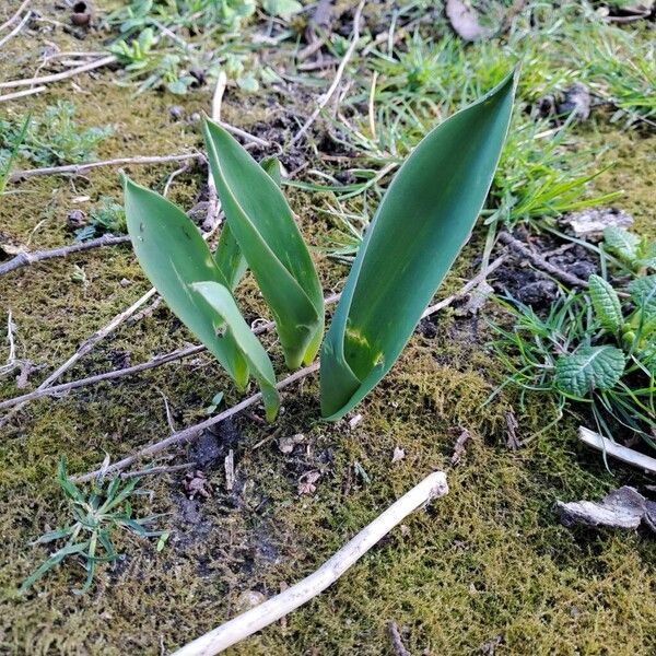 Didier's tulip (Tulipa gesneriana)