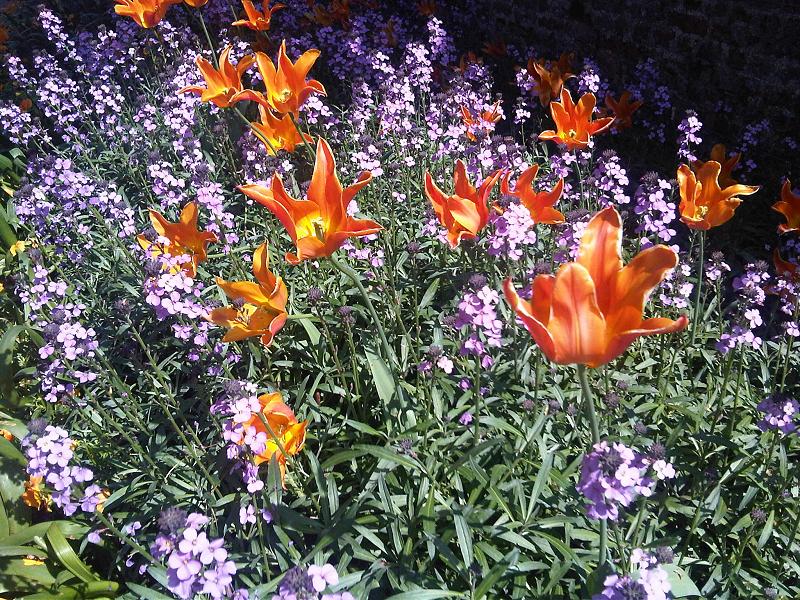 Didier's tulip: Tulipa gesneriana - 'Tulipa Viridiflora Group' in London, England.