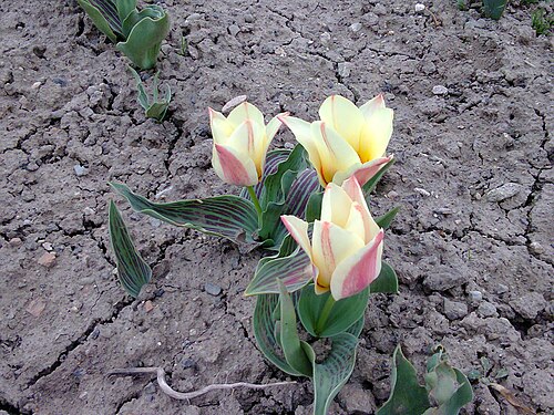 Didier's tulip: Tulipa gesneriana - 'Tulipa Viridiflora Group' in Lónyaytelep, Transylvania.