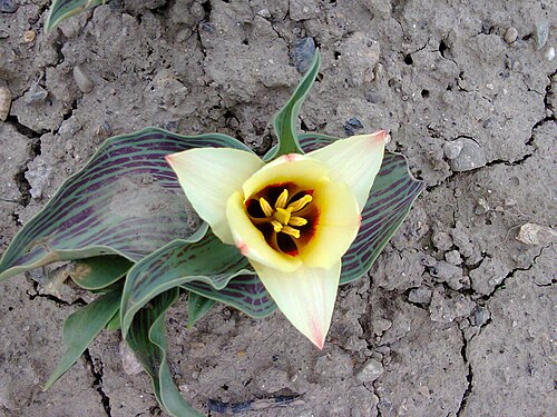 Didier's tulip: Tulipa gesneriana - 'Tulipa Viridiflora Group' in Lónyaytelep, Transylvania.