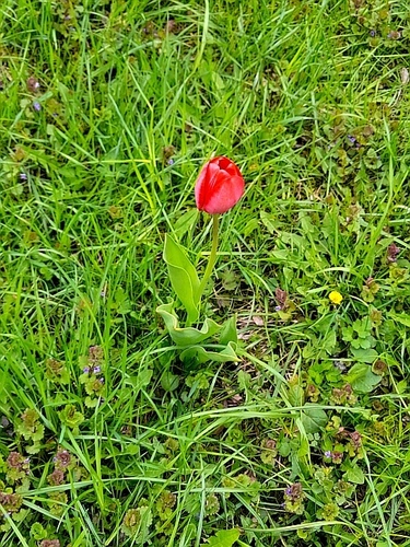 Didier's tulip (Tulipa gesneriana)