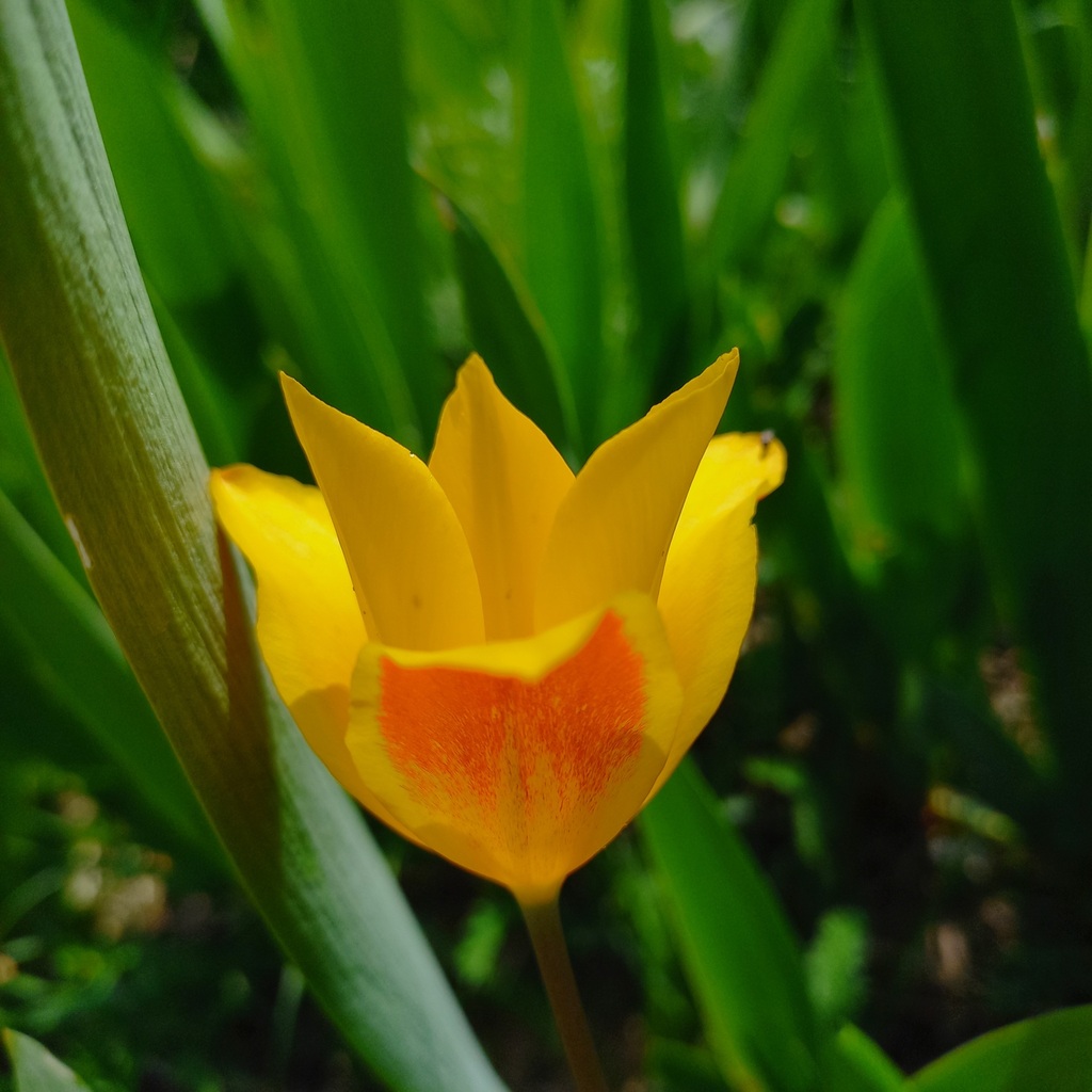 Tulipa ostrowskiana (Tulipa ostrowskiana)