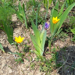 Tulipa ostrowskiana (Tulipa ostrowskiana)