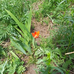 Tulipa ostrowskiana (Tulipa ostrowskiana)