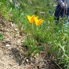 Tulipa ostrowskiana (Tulipa ostrowskiana)