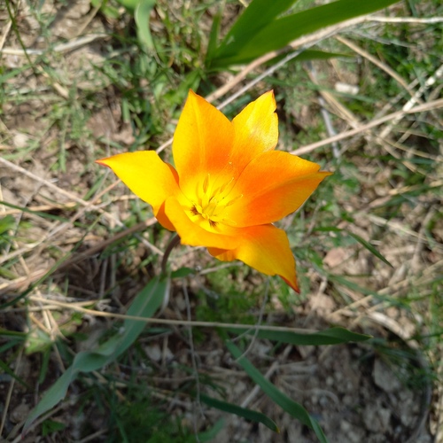 Tulipa ostrowskiana (Tulipa ostrowskiana)