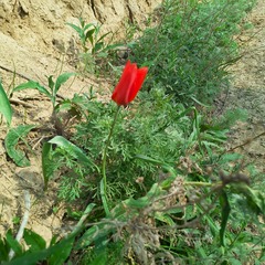 Tulipa ostrowskiana (Tulipa ostrowskiana)