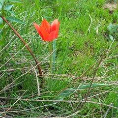 Tulipa ostrowskiana (Tulipa ostrowskiana)