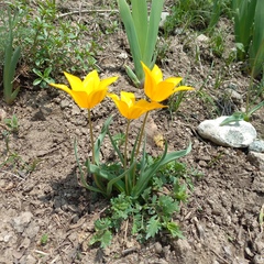 Tulipa ostrowskiana (Tulipa ostrowskiana)
