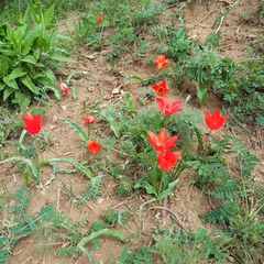 Tulipa ostrowskiana (Tulipa ostrowskiana)