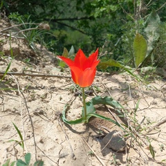 Tulipa ostrowskiana (Tulipa ostrowskiana)