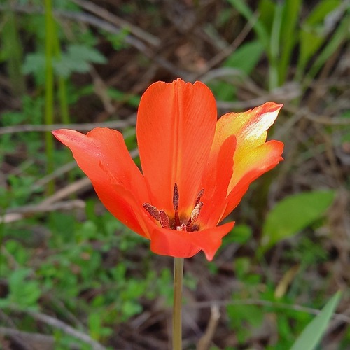 Tulipa ostrowskiana (Tulipa ostrowskiana)