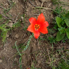 Tulipa ostrowskiana (Tulipa ostrowskiana)