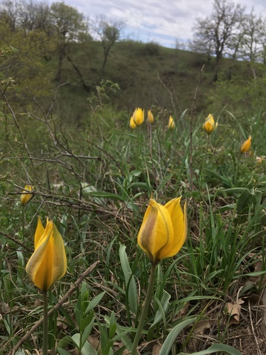 Wild tulip (Tulipa sylvestris)