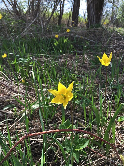 Wild tulip: Moscow area, Serpukhovo region, close to Nikiforovo village