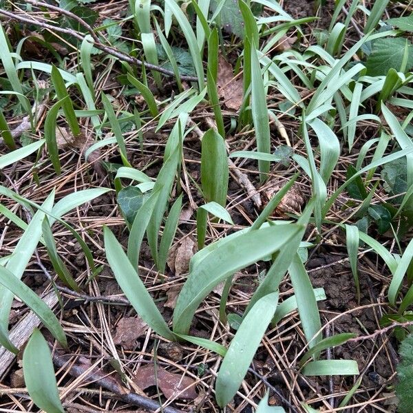 Wild tulip (Tulipa sylvestris)