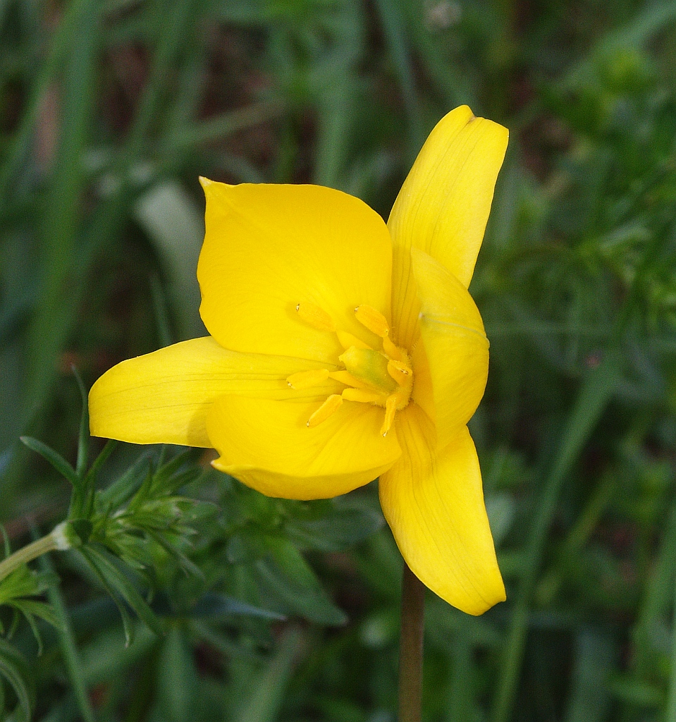 Wild tulip: Tulipa sylvestris , Hohenloher Land, Germany