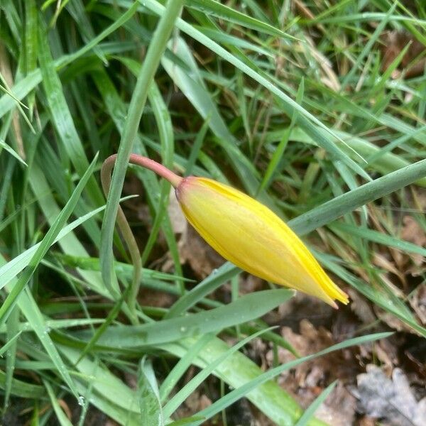 Wild tulip (Tulipa sylvestris)