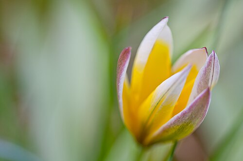 Wild tulip: Wie weet hoe deze bloem heet?