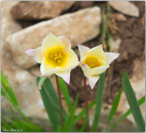 Wild tulip (Tulipa sylvestris)
