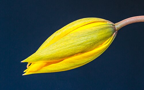 Wild tulip: Swelling flower bud of a woodland tulip ( Tulipa sylvestris ). Focus stack of 35 photos.