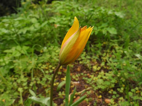 Wild tulip (Tulipa sylvestris)