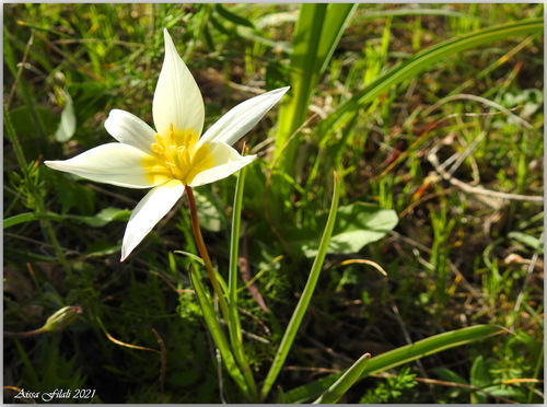 Wild tulip