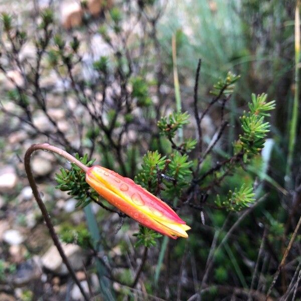 Wild tulip (Tulipa sylvestris)