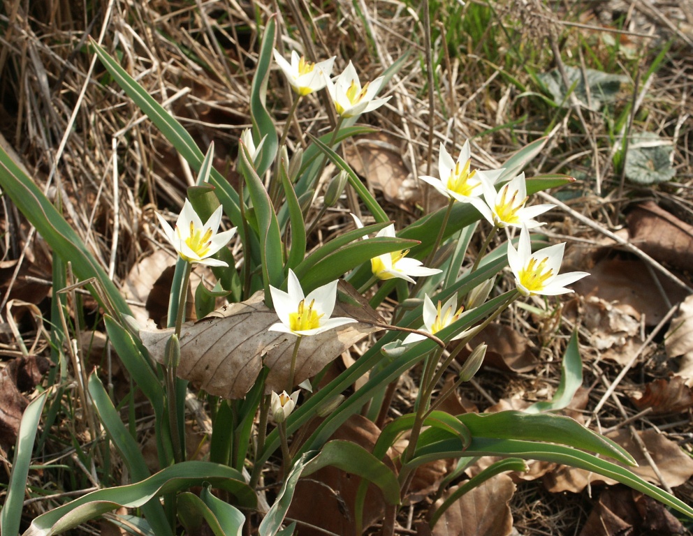 Tulipa turkestanica (Tulipa turkestanica)